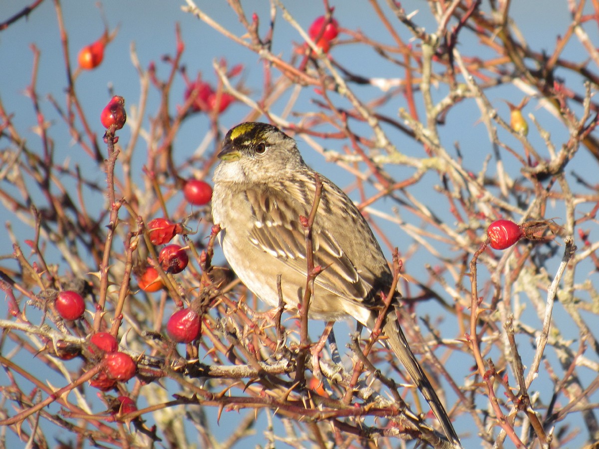 Golden-crowned Sparrow - ML124392741