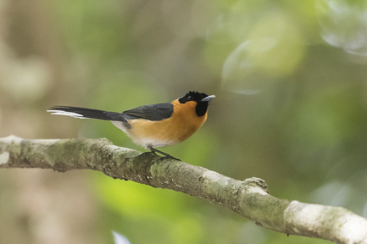 Spectacled Monarch - ML124393131