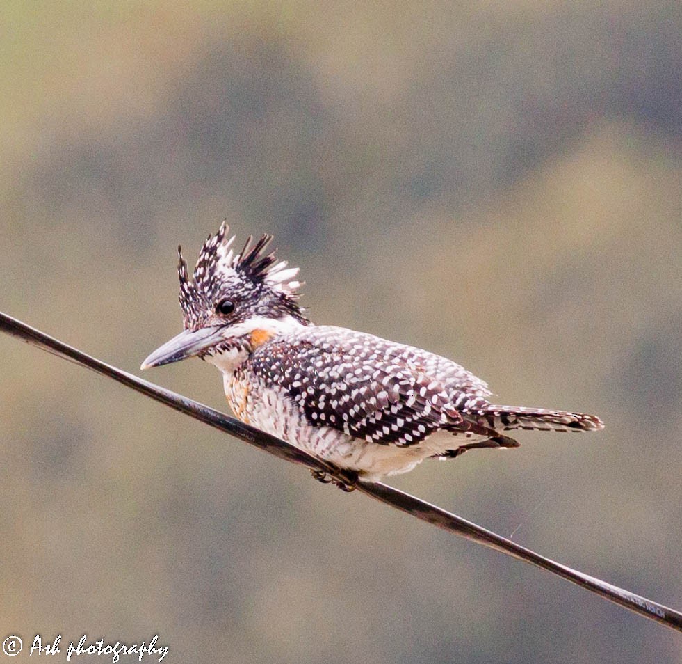 Crested Kingfisher - ML124393191