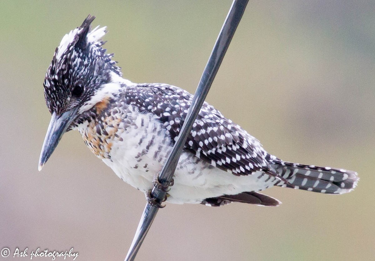 Crested Kingfisher - ML124393201