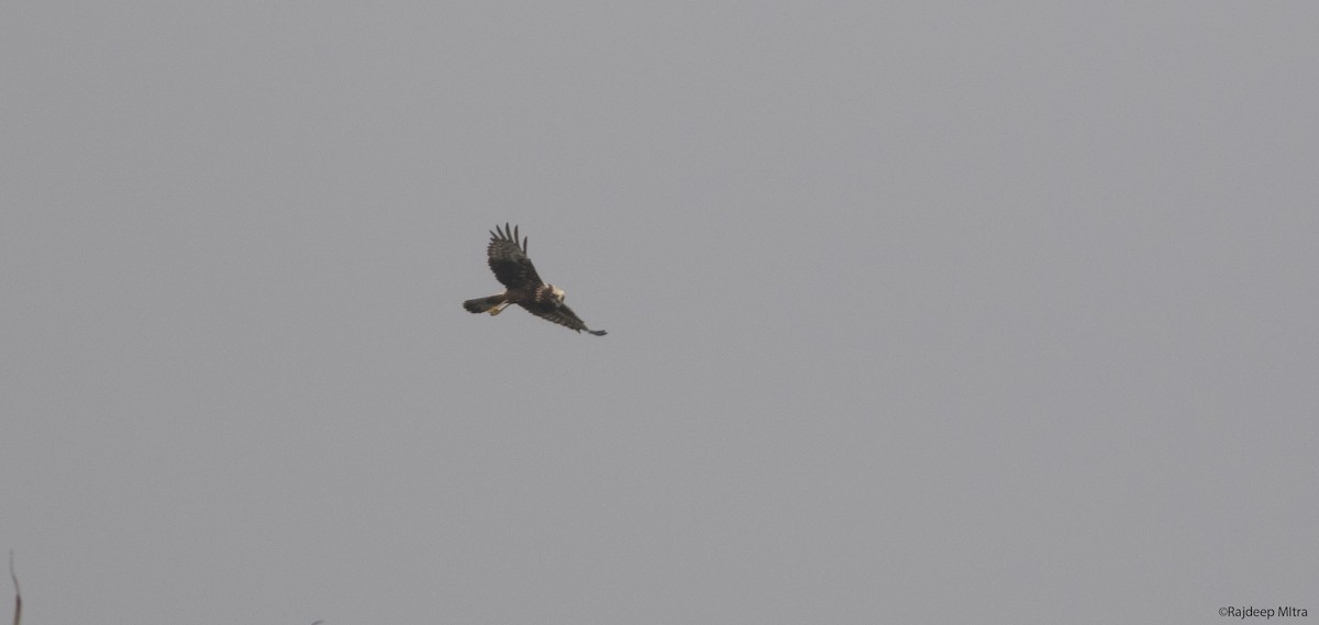 Eastern Marsh Harrier - Rajdeep Mitra