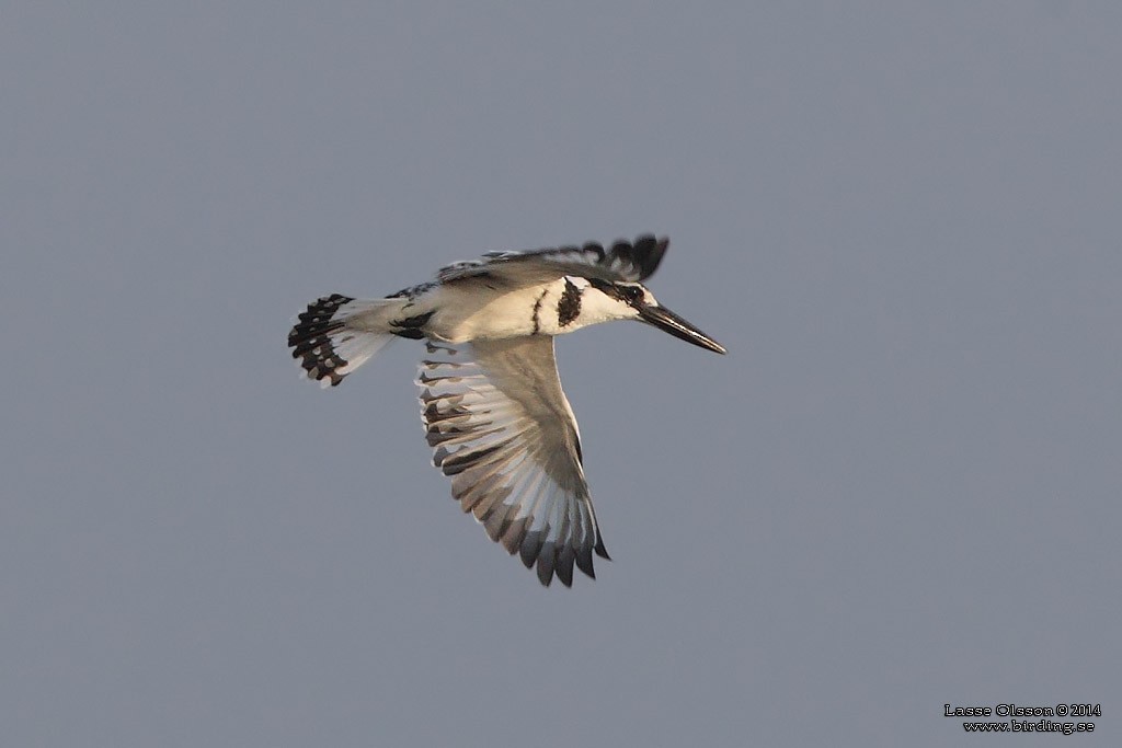 Pied Kingfisher - ML124399211