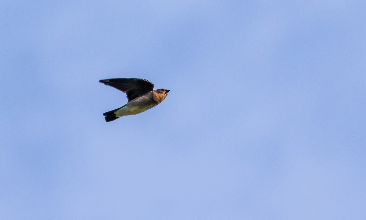 Southern Rough-winged Swallow - ML124400011