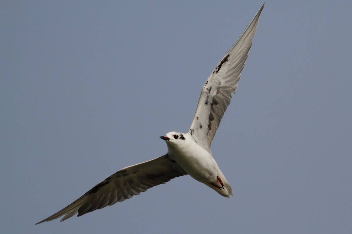 White-winged Tern - ML124403951