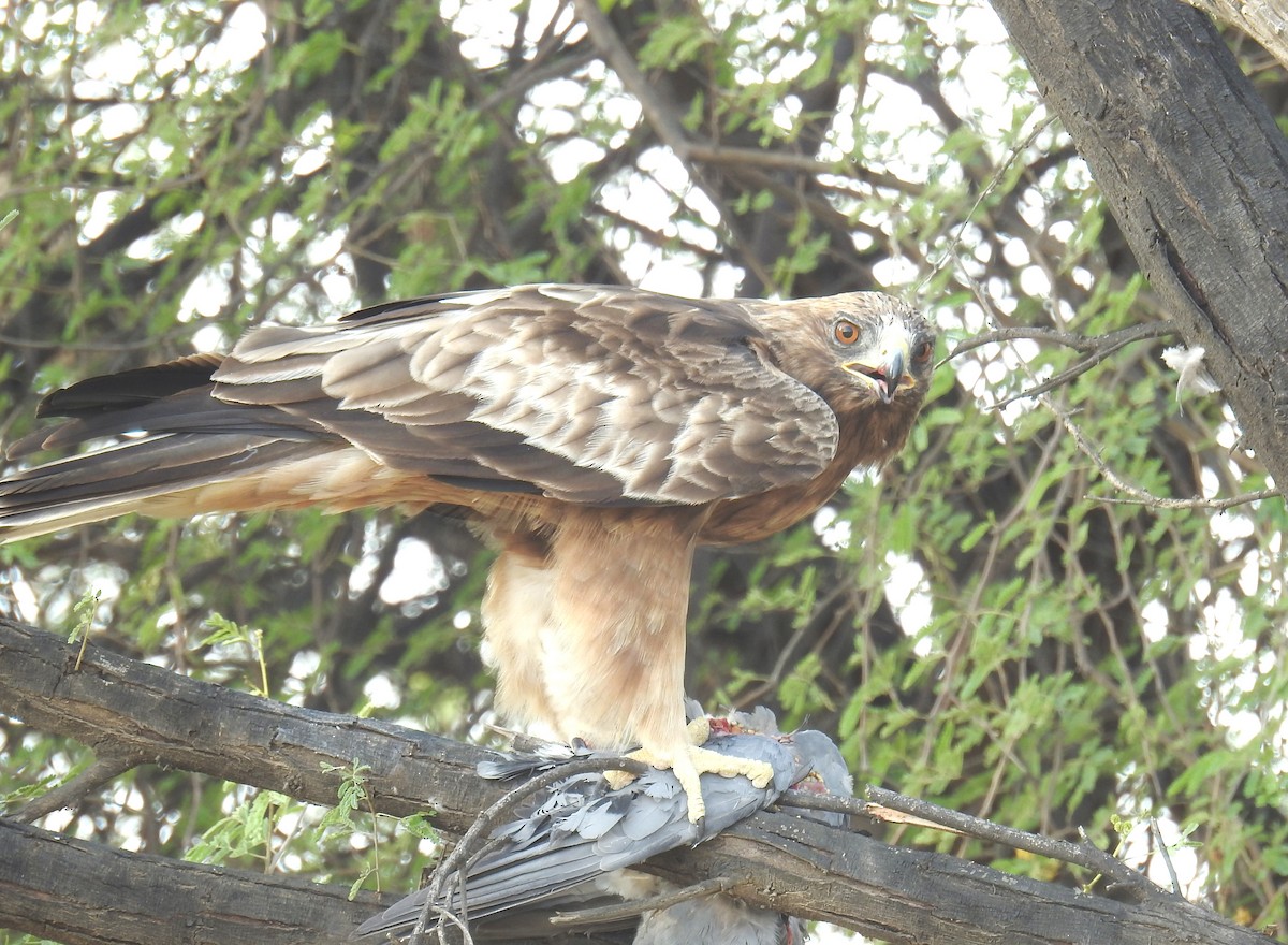 Booted Eagle - Akash Gulalia