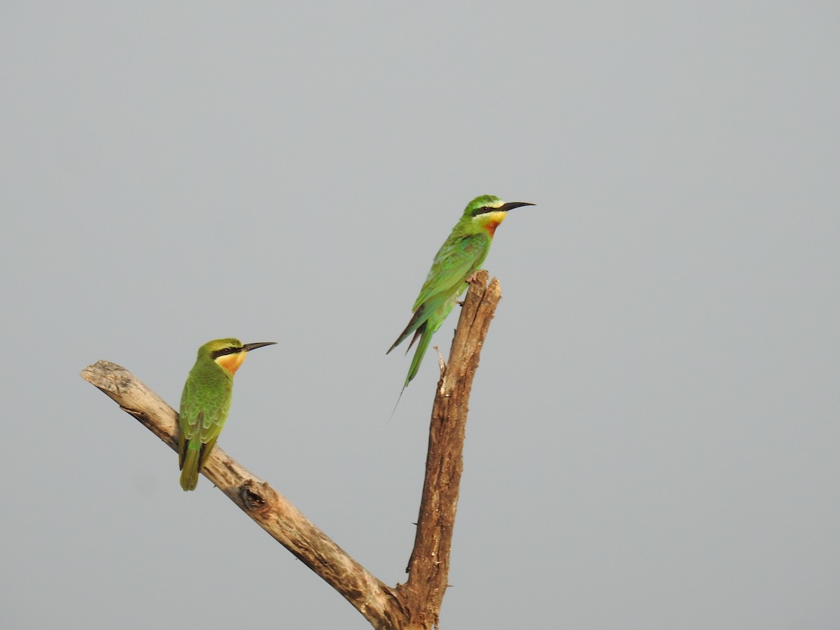 Blue-cheeked Bee-eater - ML124405541
