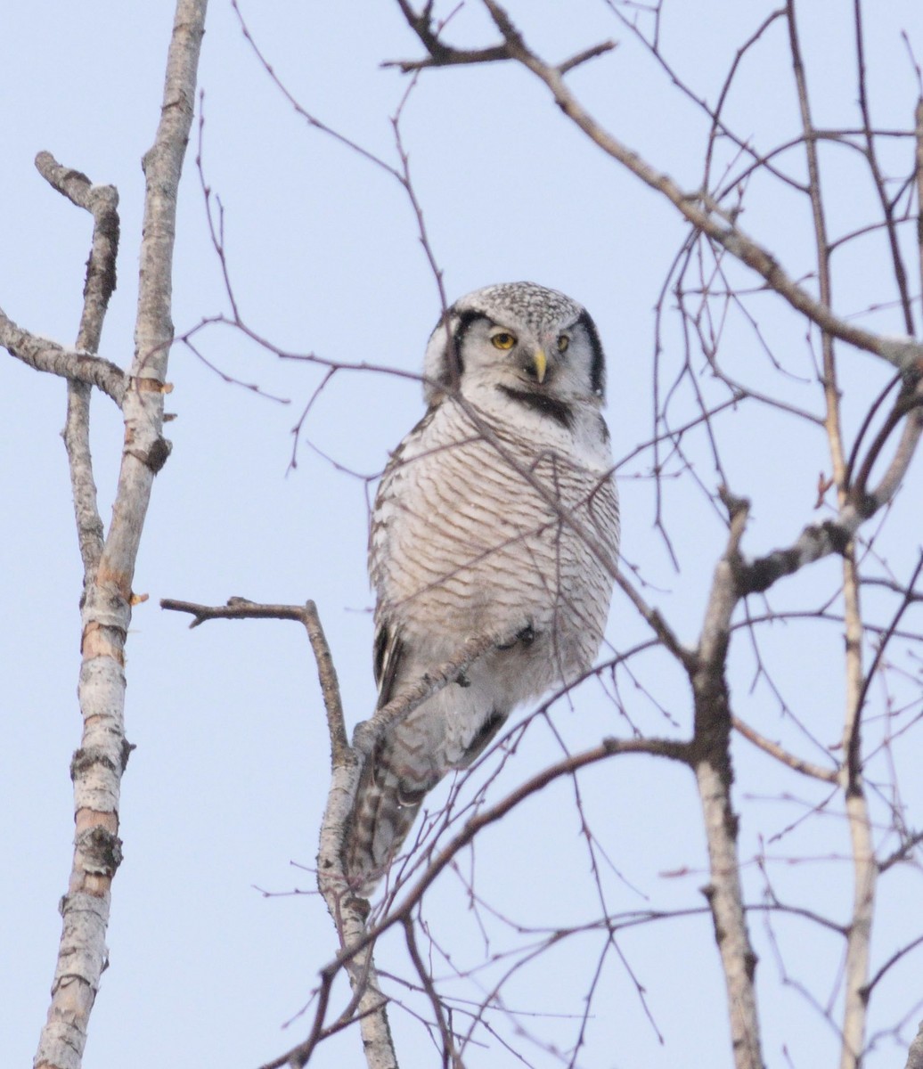 Northern Hawk Owl - Oleg Andreenkov