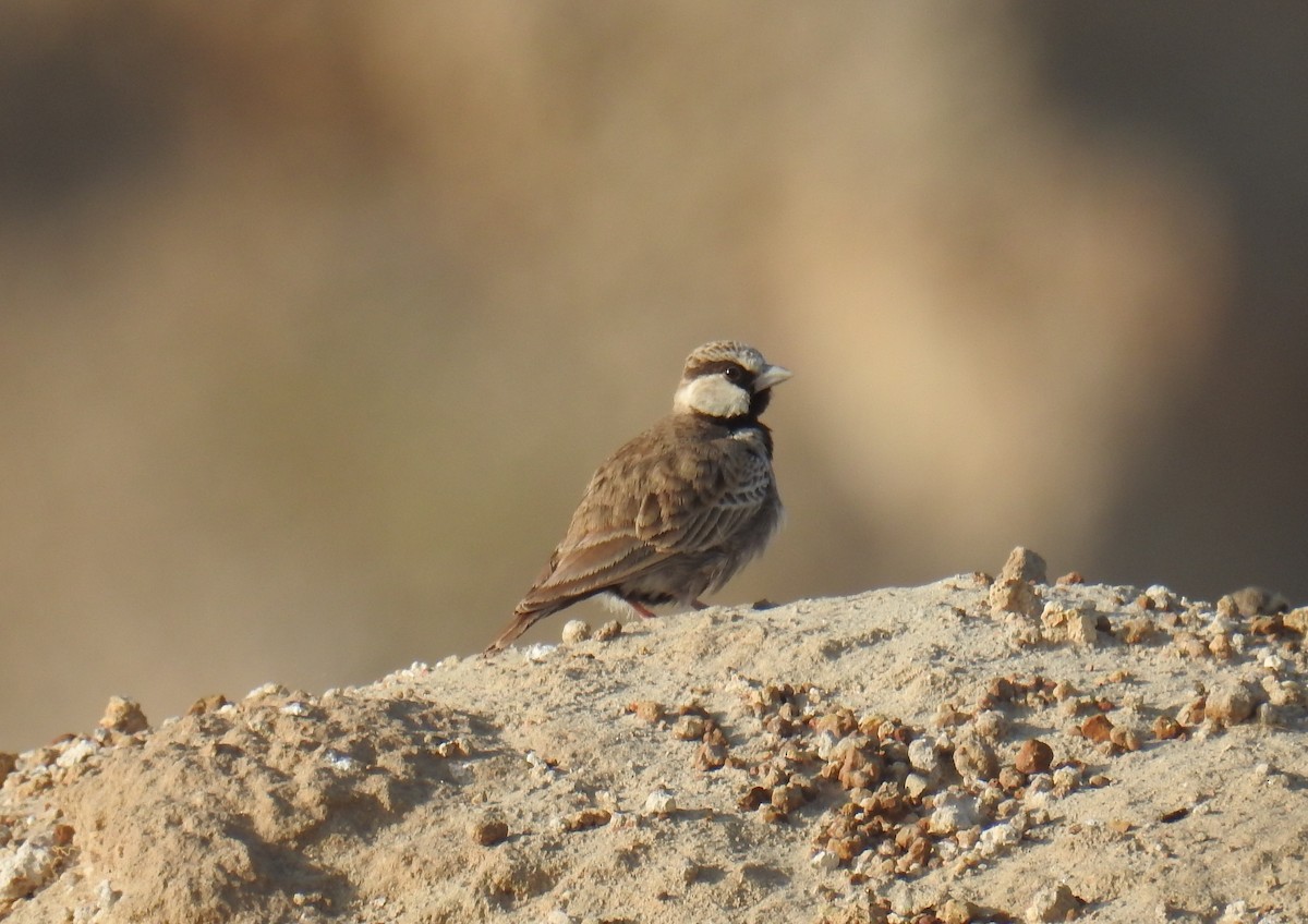 Ashy-crowned Sparrow-Lark - Akash Gulalia