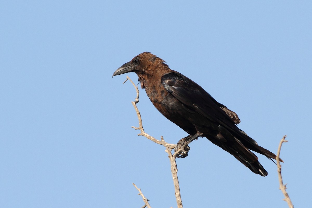 Brown-necked Raven - ML124406781