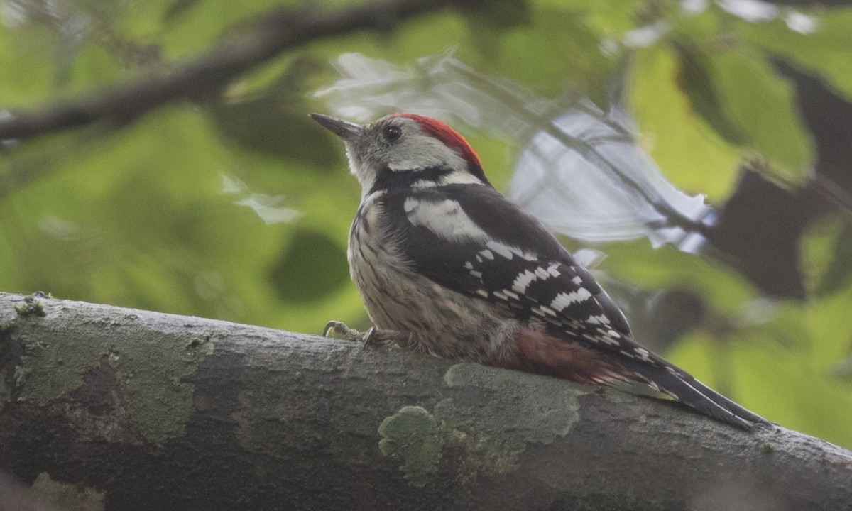 Middle Spotted Woodpecker - Steve Kelling