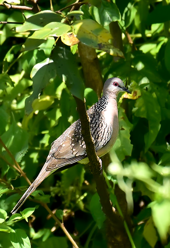 Spotted Dove - ML124408101