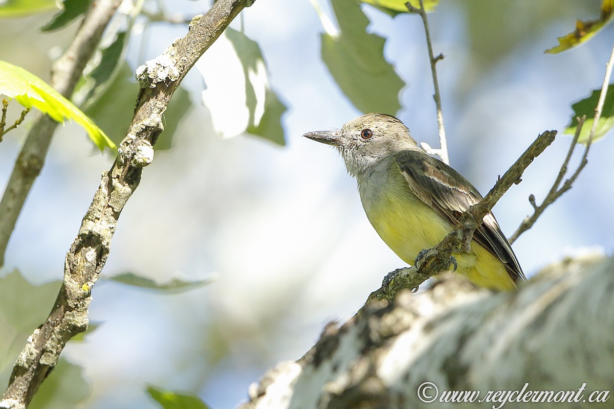 Great Crested Flycatcher - ML124408651