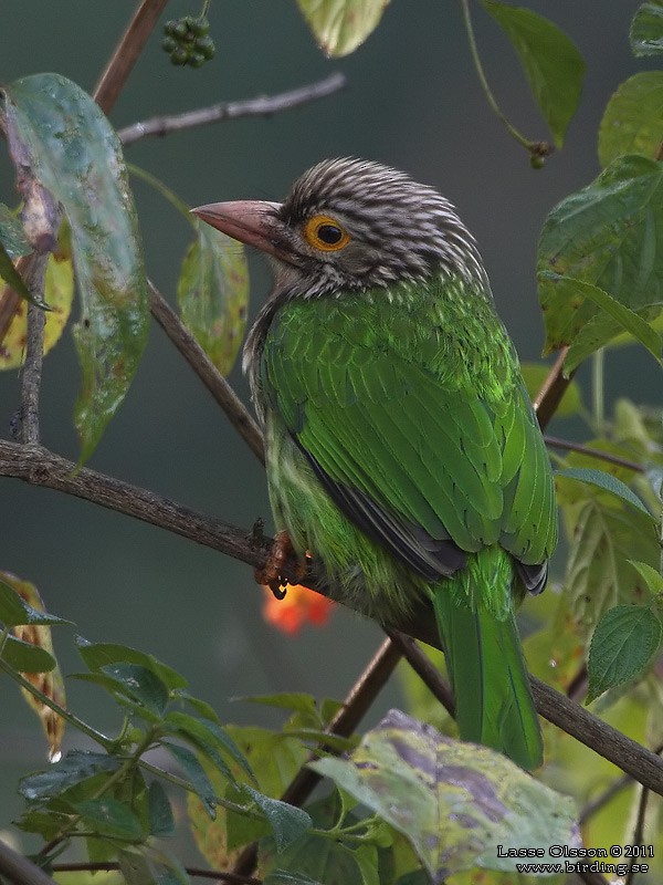 Lineated Barbet - ML124408931