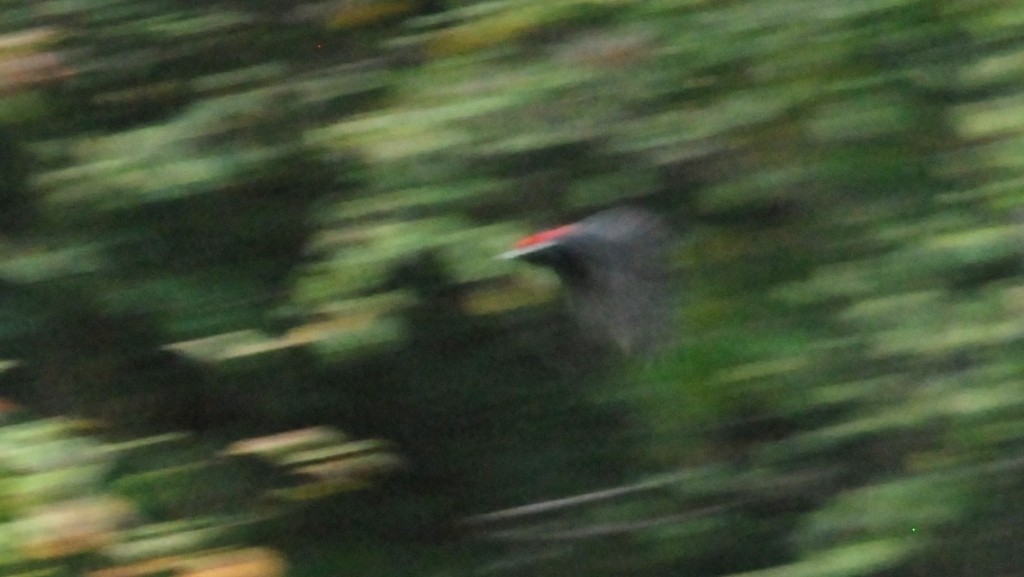 Black Woodpecker - Canan Atay