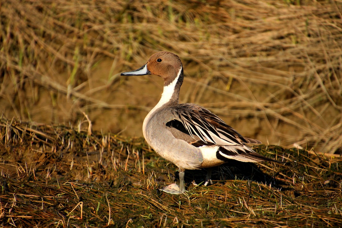 Northern Pintail - Stanislas Sibille