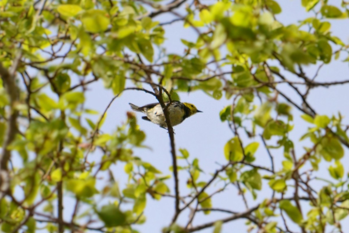 Black-throated Green Warbler - Leonardo R. Deconto