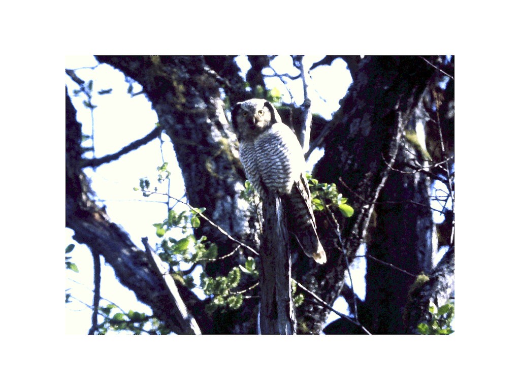 Northern Hawk Owl - ML124412691