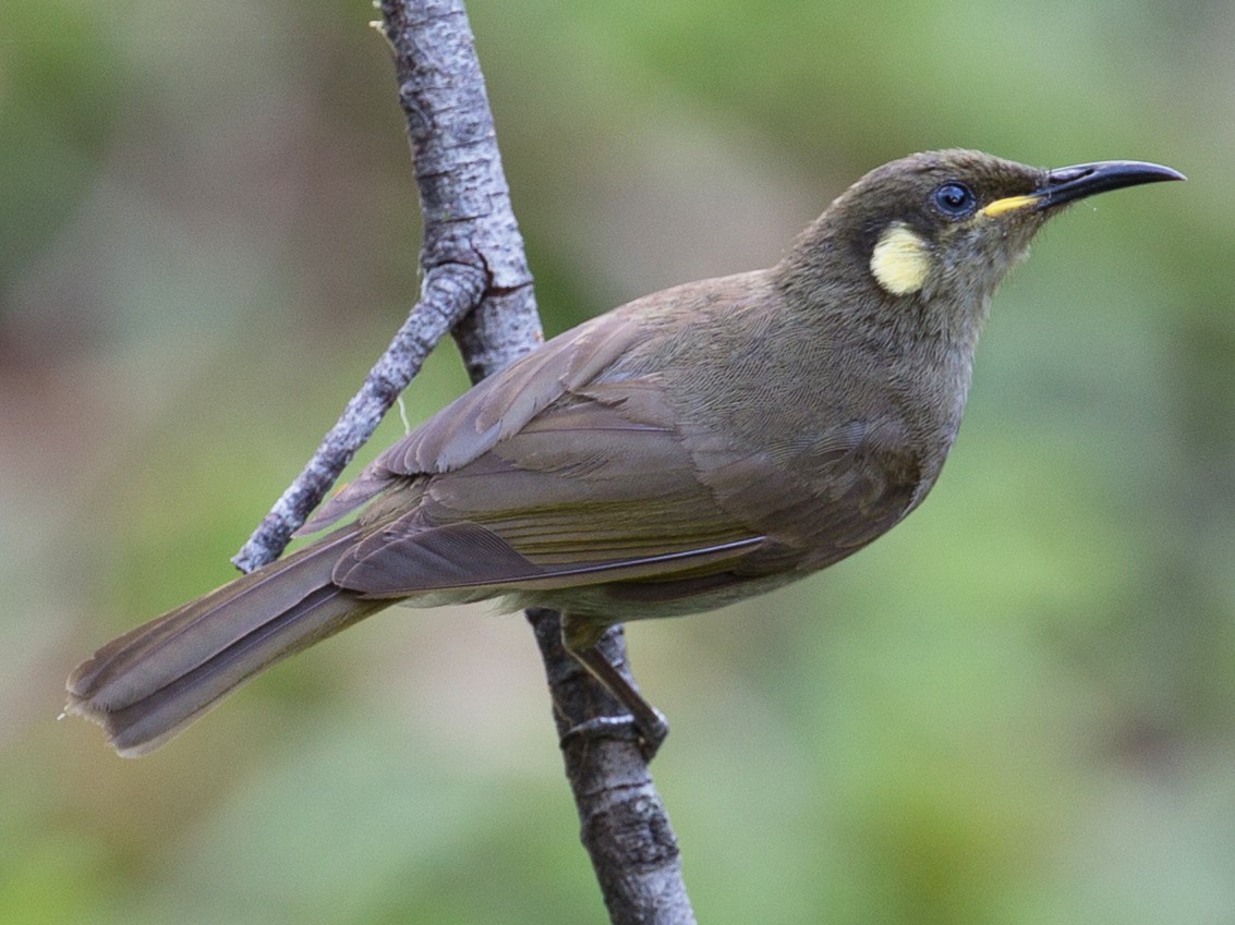 Yellow-spotted Honeyeater - Meliphaga notata - Birds of the World