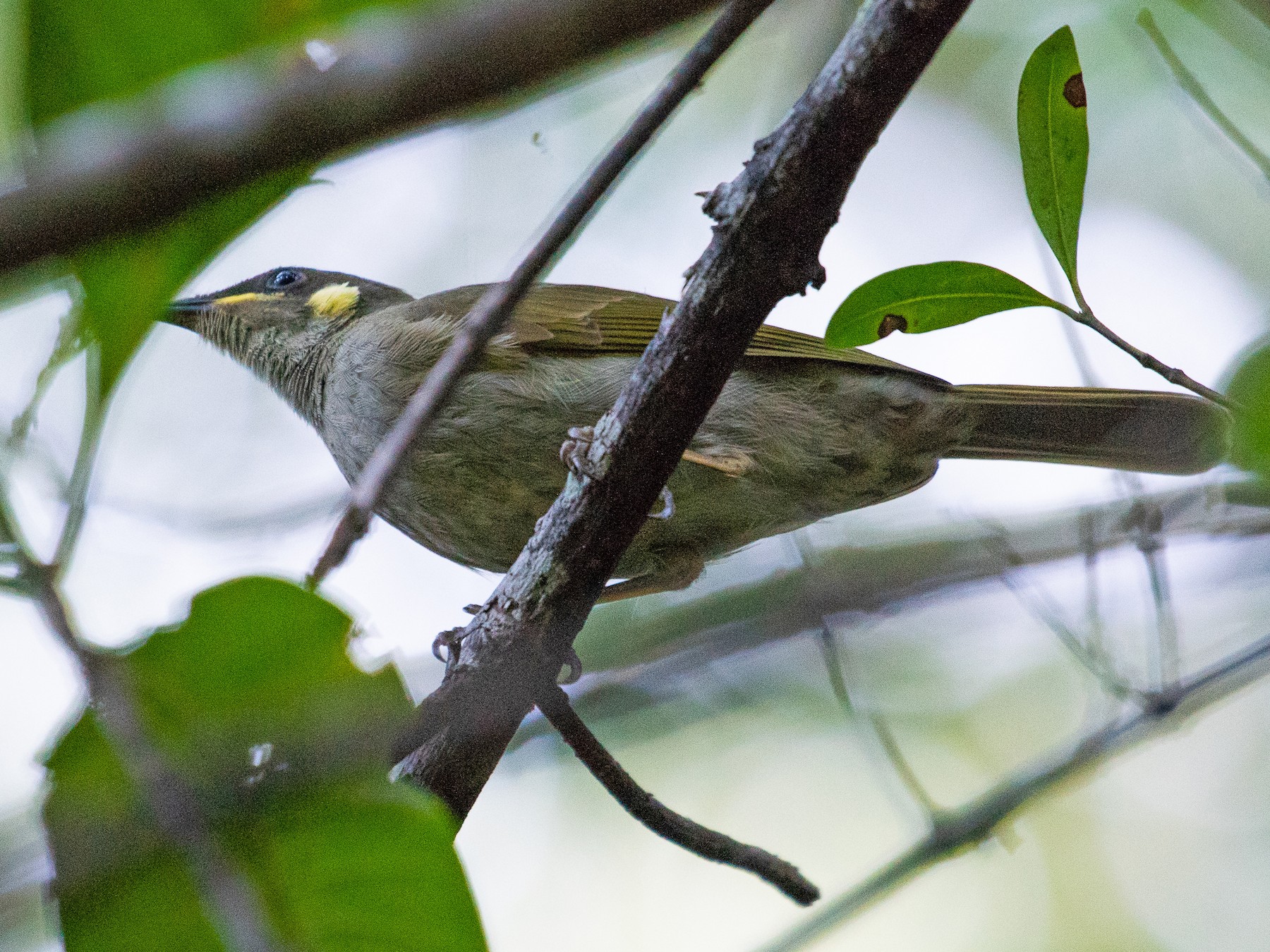 Yellow-spotted Honeyeater - Adam Jackson