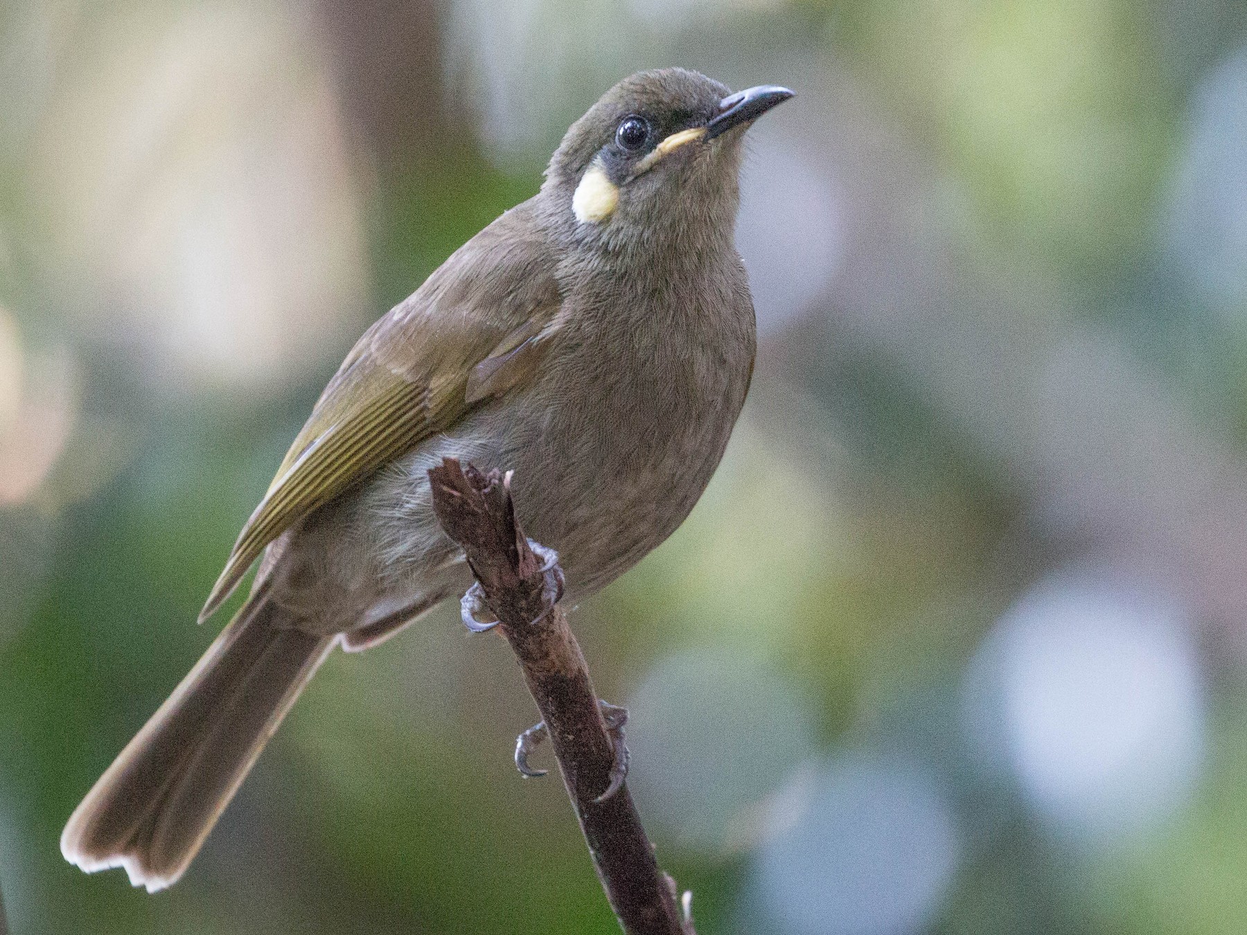 Yellow-spotted Honeyeater - Tanner Martin