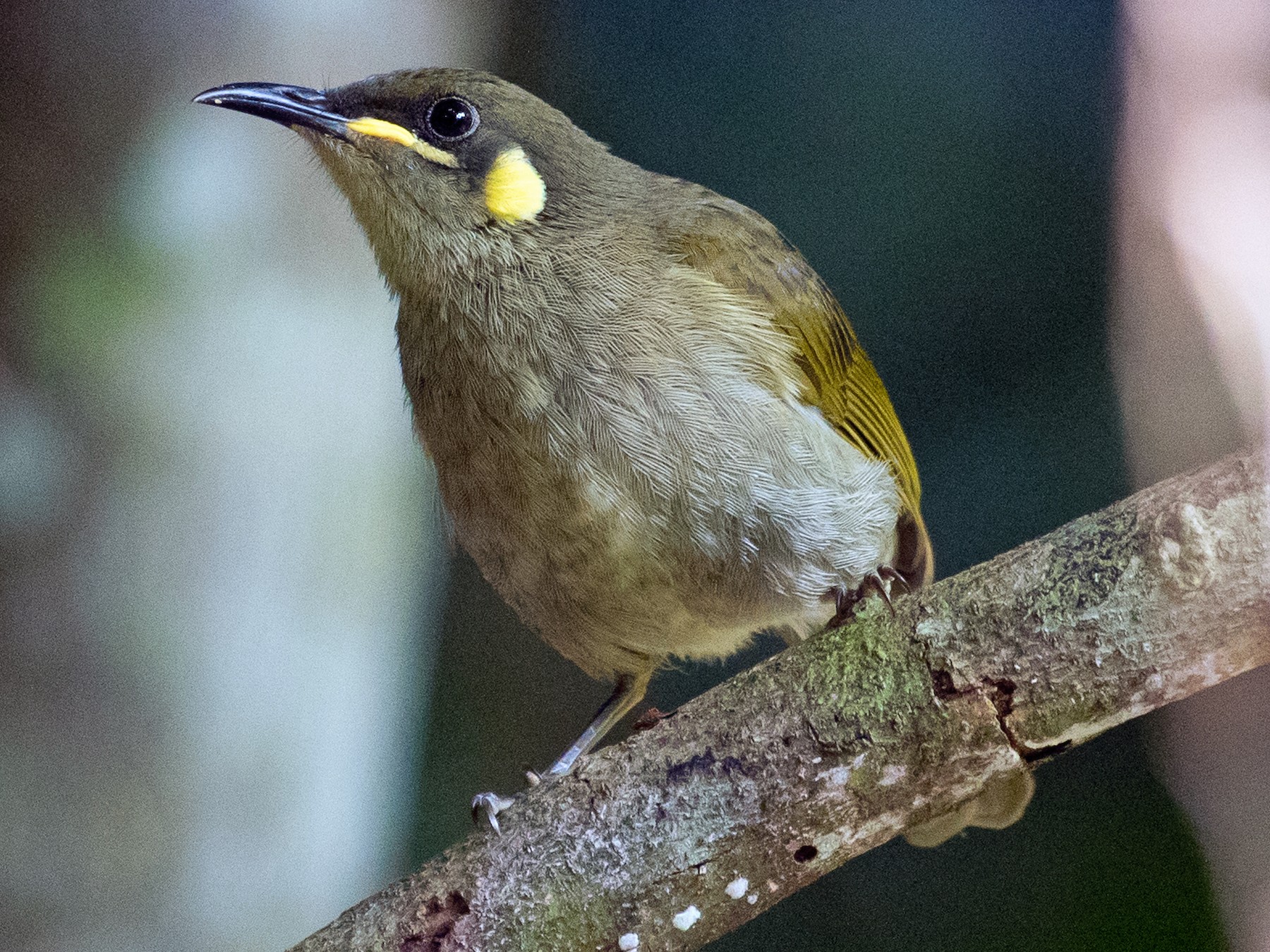 Graceful Honeyeater Ebird