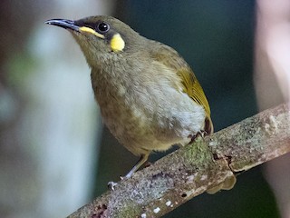 Cryptic Honeyeater - eBird