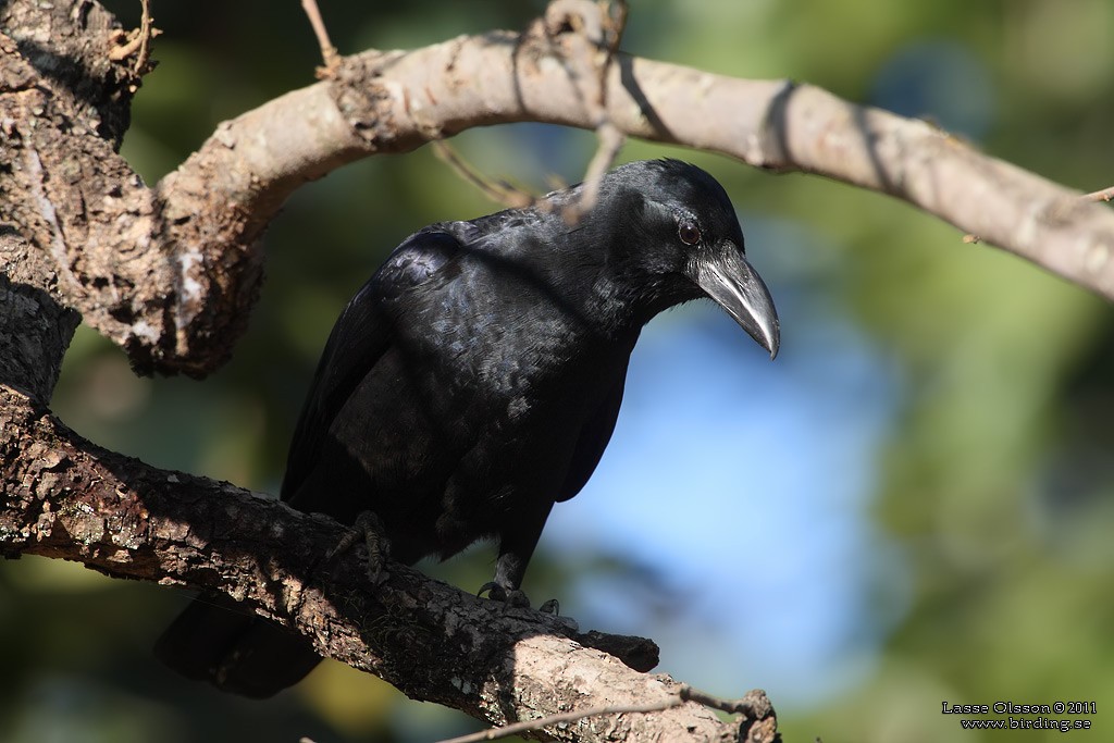 Large-billed Crow - Lasse Olsson