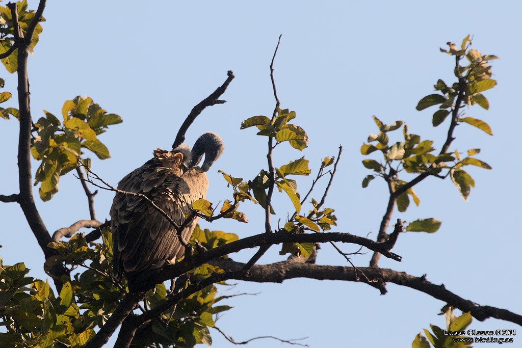 Indian Vulture - ML124416761