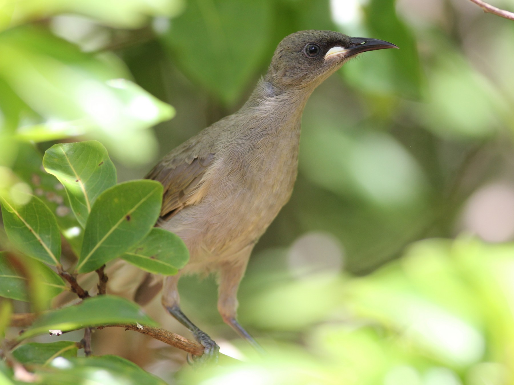 Whitegaped Honeyeater eBird