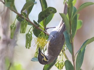 - Yellow-faced Honeyeater