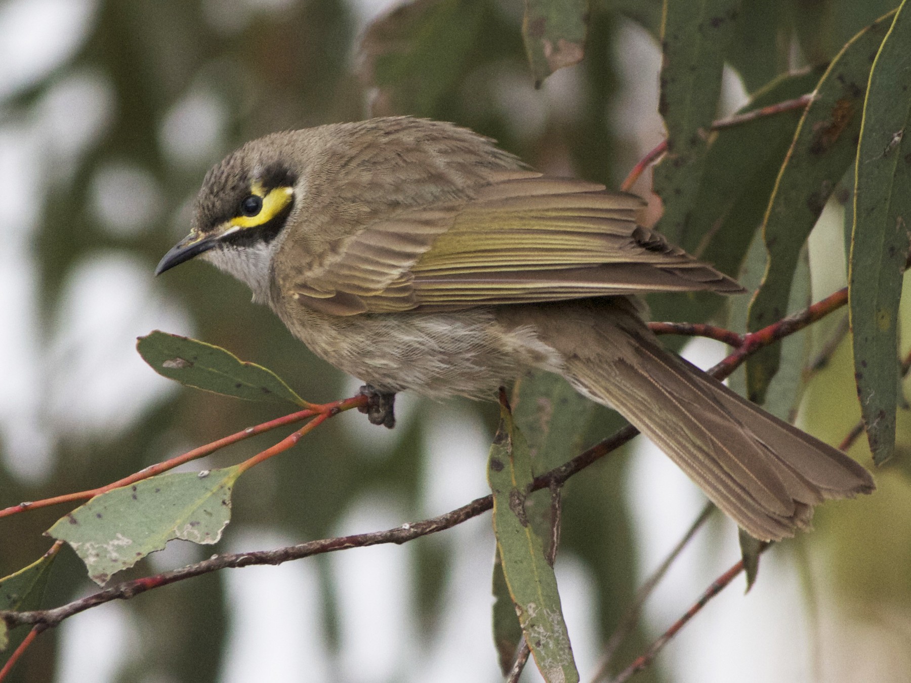 Yellow-faced Honeyeater - Chris Barnes