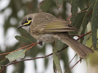  - Yellow-faced Honeyeater