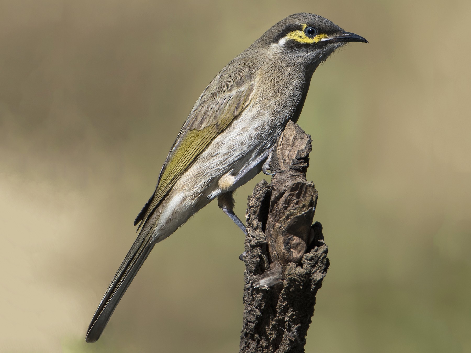 Yellow-faced Honeyeater - Lucas Brook