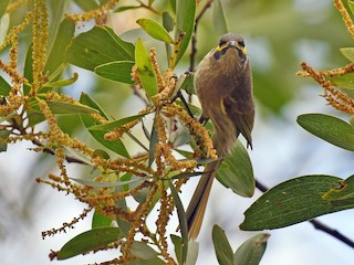  - Yellow-faced Honeyeater
