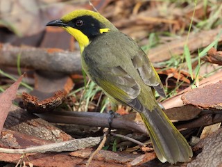 成鳥 (Yellow-tufted) - Michael Rutkowski - ML124417851