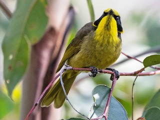 Adulto (Yellow-tufted) - Terence Alexander - ML124417871