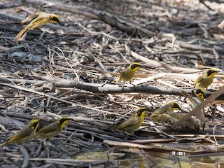นกเต็มวัย (Yellow-tufted) - Terence Alexander - ML124417891