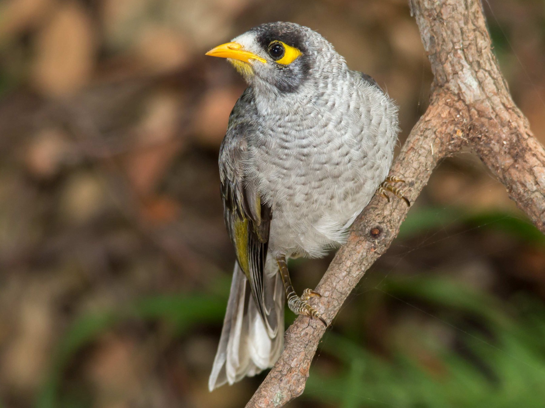 Noisy Miner - Andrew Allen