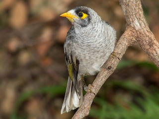  - Noisy Miner