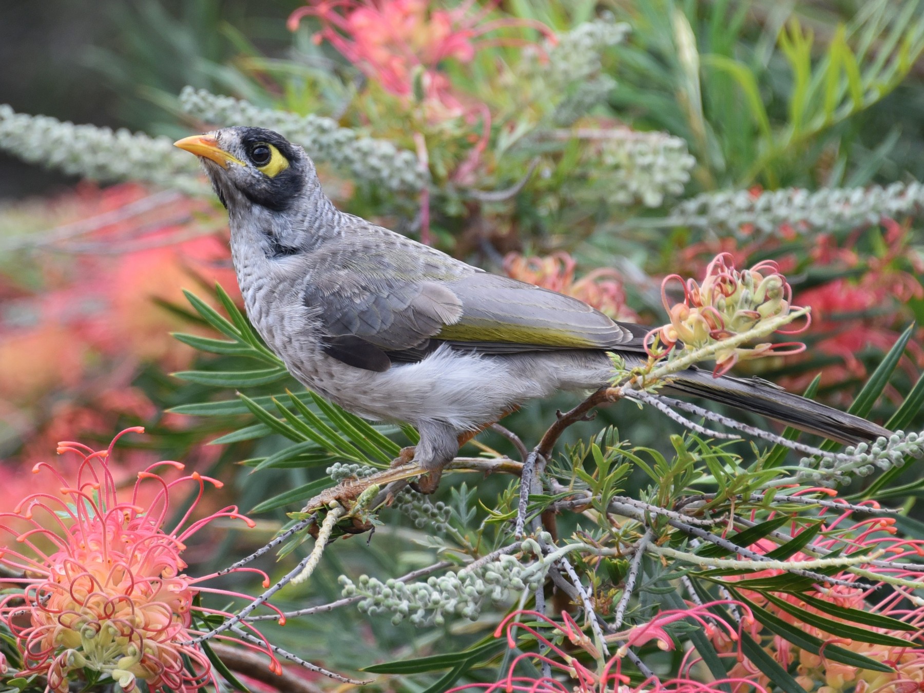 Noisy Miner - Cheryl Kelly