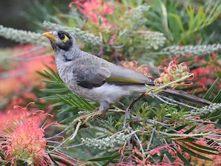  - Noisy Miner