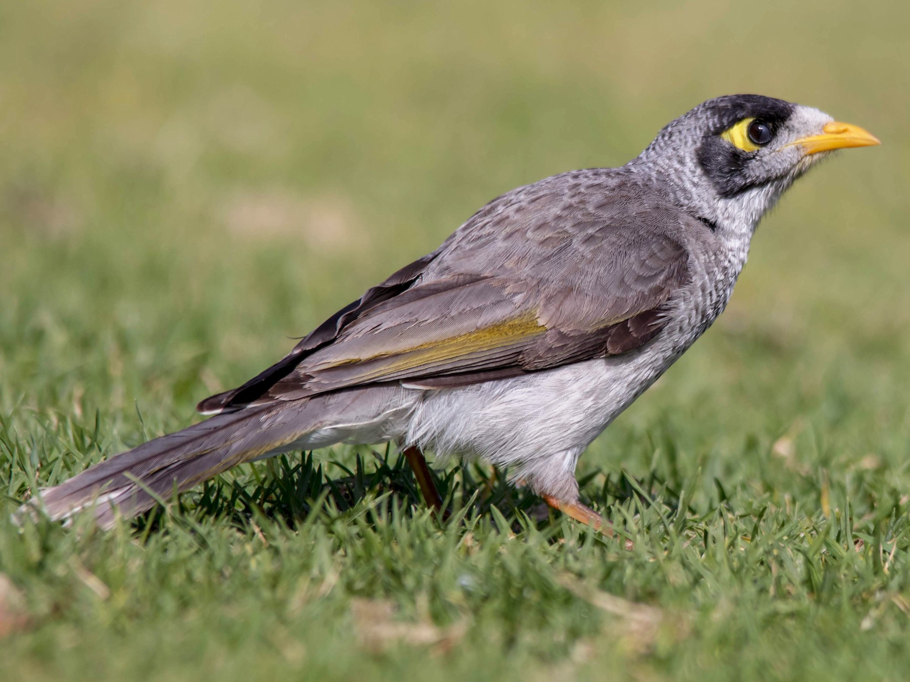 Noisy Miner - Andrew Allen