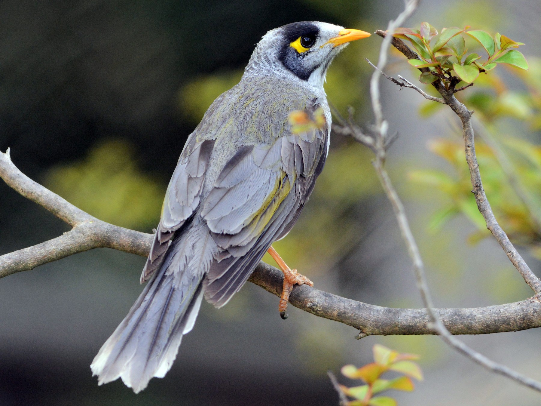 Noisy Miner - David Hollie