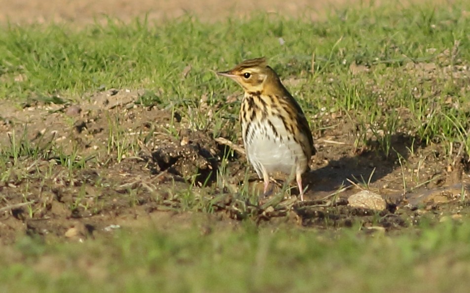 Olive-backed Pipit - ML124419221