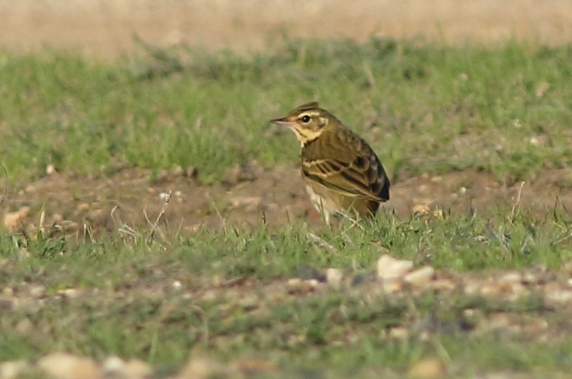 Olive-backed Pipit - ML124419231