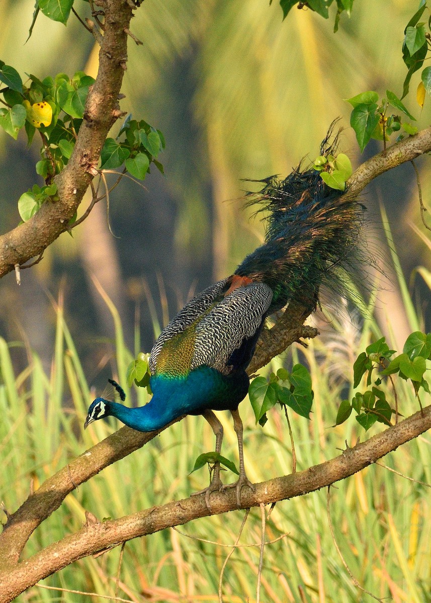 Indian Peafowl - Mallika Rajasekaran