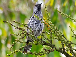  - Little Wattlebird