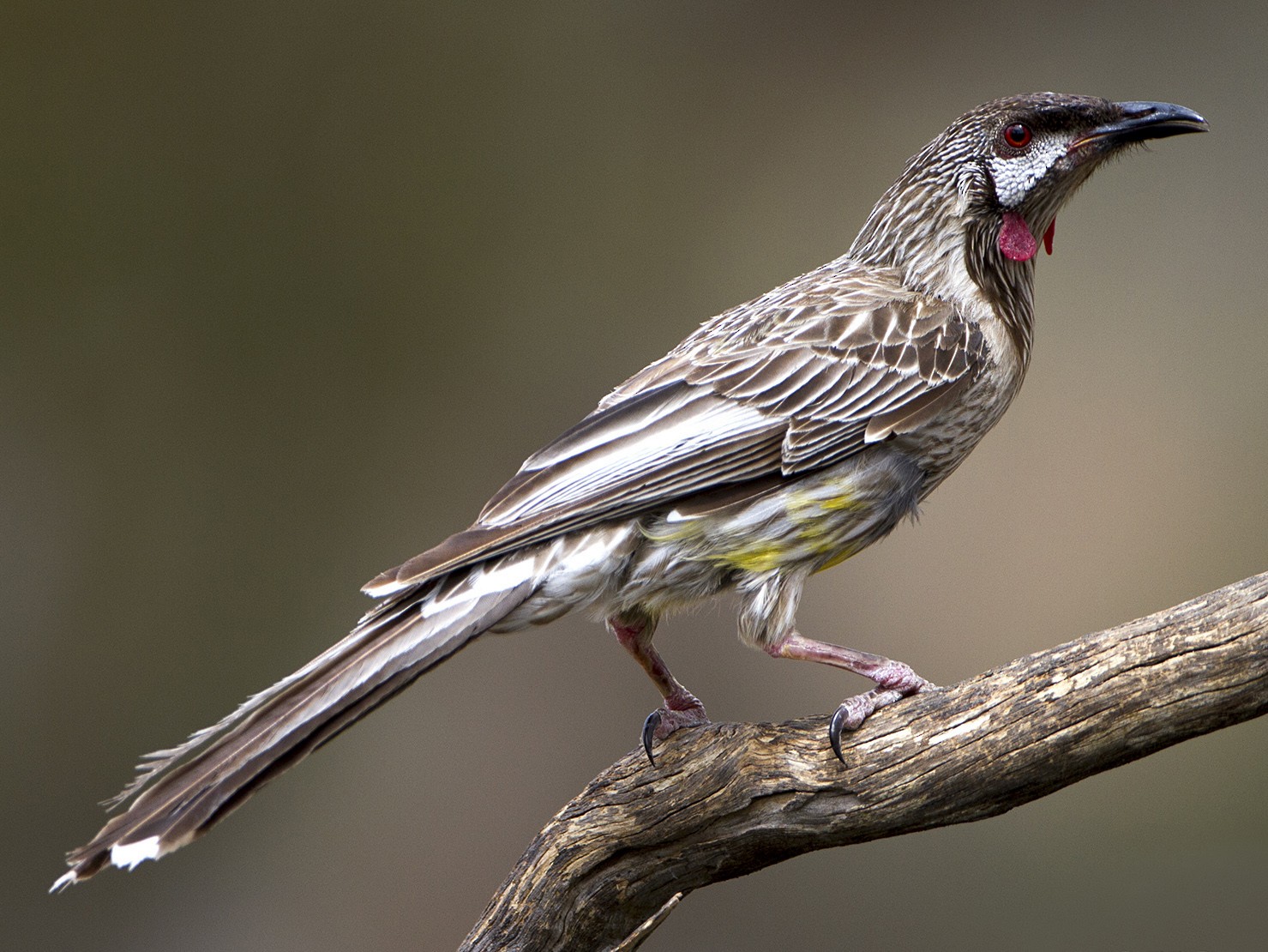 symaskine session pinion Red Wattlebird - eBird