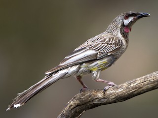  - Red Wattlebird