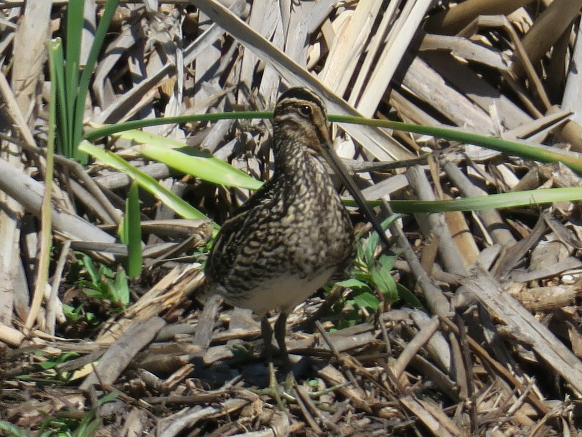 African Snipe - Andrew Chick